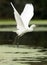 Egret takes off in the river