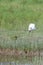 Egret taking off from Lake, Norfolk Wildlife Trust, Cley Marshes, Norfolk, England, UK