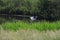 Egret Taking Off - Shapwick Nature Reserve, Somerset, UK