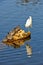 Egret and turtles on rock