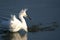 Egret wading in water