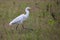 Egret walking.