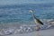 Egret walking on the beach