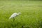 Egret walking on the lawn.