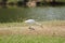 Egret walking on the lawn,