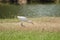 Egret walking on the lawn,