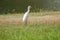 Egret walking on the lawn,