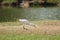 Egret walking on the lawn,