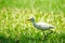 Egret walking on the lawn,