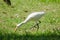 Egret walking on the lawn,