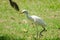 Egret walking on the lawn,