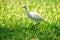 Egret walking on the lawn,