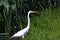 Egret white heron