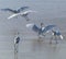 Egrets on the beach