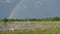 Egrets bird, swallow at paddy field