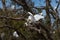 Egrets breeding in a tree