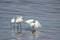 Egrets fishing