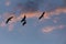 Egrets in Flight Silhouettes at Dusk with Pinkish Clouds