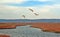 Egrets fly over the ponds, Lagoon, Sandbarmarshy environments