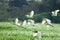 Egrets Flying