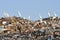 Egrets on the garbage heap