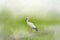 Egrets and green field in thick morning fog