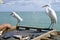 Egrets observe fish cleaning