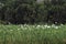 Egrets over the green fields