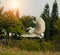 Egrets play in sunset