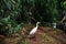 Egrets are roaming in the wild