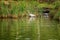 Egrets in Ropotamo river