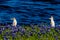 Egrets in Texas Bluebonnets at Lake Travis at Muleshoe Bend in T