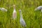 Egrets walking on the ground