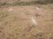 Egrets walking in The Rice Field