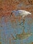 Egretta garzetta , Little egret bird in wetland