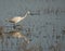 Egretta garzetta or small egret and his reflection when hunting for his prade.