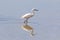 Egretta garzetta, white aquatic bird reflected in the water of the sea lagoon.