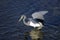 Egretta tricolored, tricolored heron