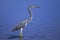 Egretta tricolored, tricolored heron