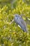 Egretta tricolored, tricolored heron