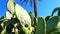 Egypt Africa palm tree and cactus under dry desert sun