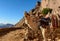 Egypt, Sinai, Mount Moses. Road on which pilgrims climb the mountain of Moses and single camel on the road