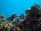 Egypt underwater red sea taba fish