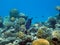 Egypt underwater red sea taba Moon fish