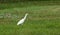 Egypt white bird