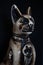 Egyptian black bastet cat figurine on black background