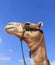 Egyptian camel