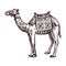 Egyptian camel, Ancient Egypt animal in sketch