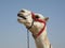 Egyptian Camel on the Giza Plateau