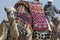 Egyptian Camel at Giza Pyramids background. Tourist attraction -